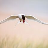 Arctic Tern
