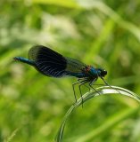 BANDED DAMSEL FLY