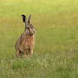 BROWN HARE