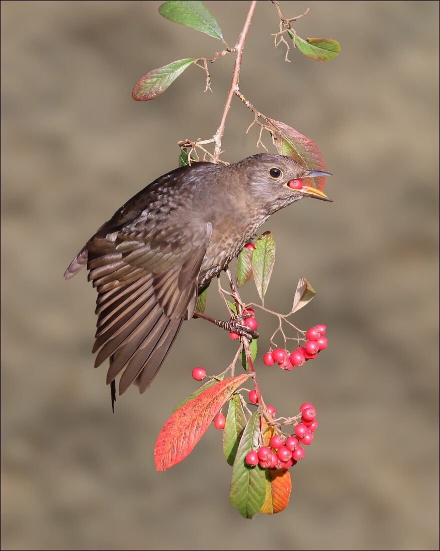 Blackbird Eating Berries