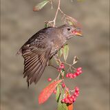 Blackbird Eating Berries
