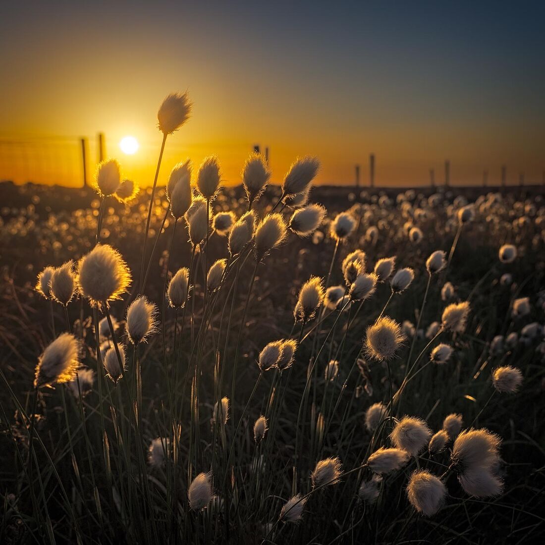 Cotton Grass, Ringinglow