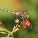 DARTER DRAGONFLY