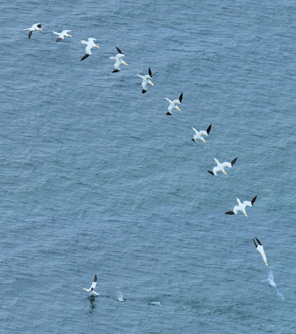 Diving Gannet by John Thorpe