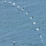 Diving Gannet by John Thorpe