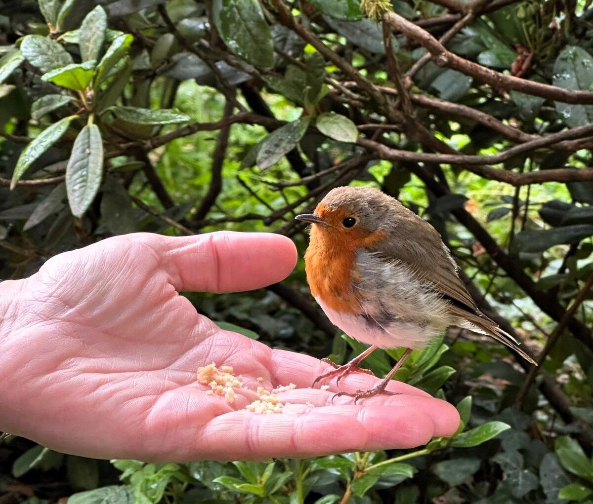 Friendly Robin