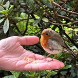 Friendly Robin