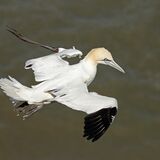 GANNET IN FLIGHT