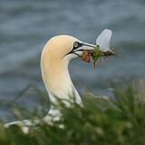 GANNET WITH GIFTS