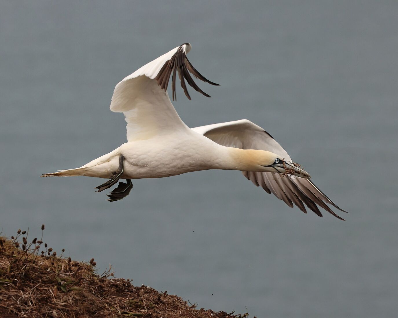 Gannet with Grass
