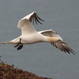 Gannet with Grass