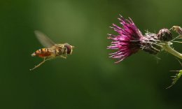 HOVER FLY AND THISTLE