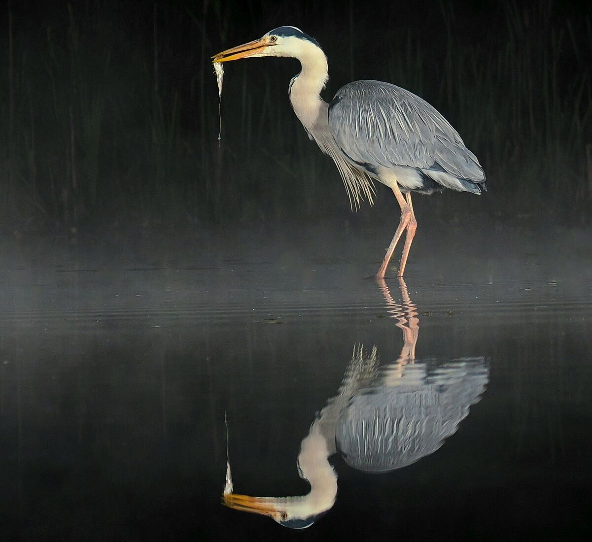 Heron's Midnight Snack