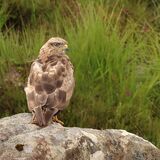 Juvenile Buzzard