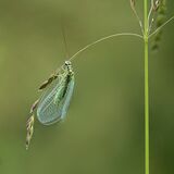 LACEWING