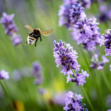 LAVENDER FLIGHT PATH