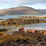 LOW TIDE ON LOCH SCRIDAIN