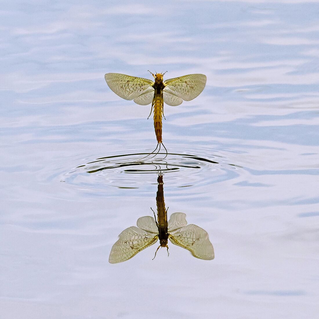 2. Maiden Flight of a Mayfly by Hilary Tann