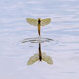2. Maiden Flight of a Mayfly by Hilary Tann