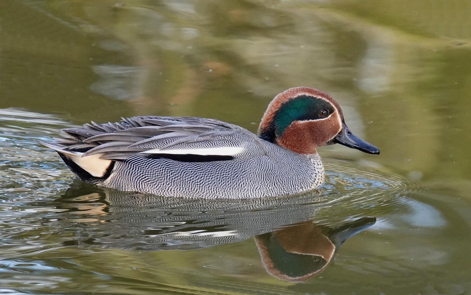 Male Teal