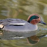 Male Teal