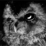 NIGHT OWL
