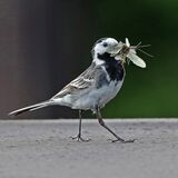 PIED WAGTAIL WITH MAYFLIES
