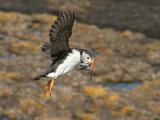 PUFFIN WITH SAND EELS