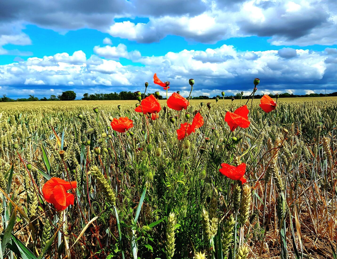 Red Corn Poppies