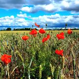 Red Corn Poppies