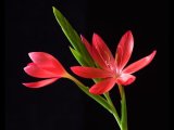 SCARLET LILY