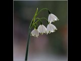 SPRING SNOWFLAKE by Pat Thacker