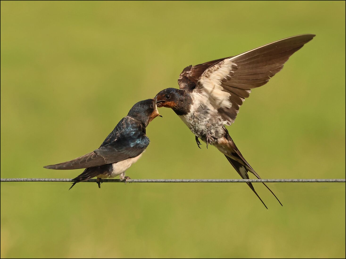 Swallow Feeding Young