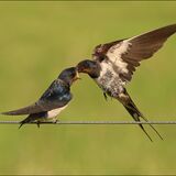 Swallow Feeding Young