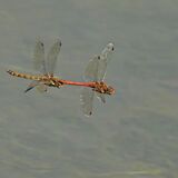 TANDEM FLIGHT
