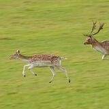 THE RUT