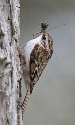 TREECREEPER WITH INSECTS
