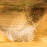 The Elusive Leopard