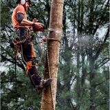Tree Surgeon RS