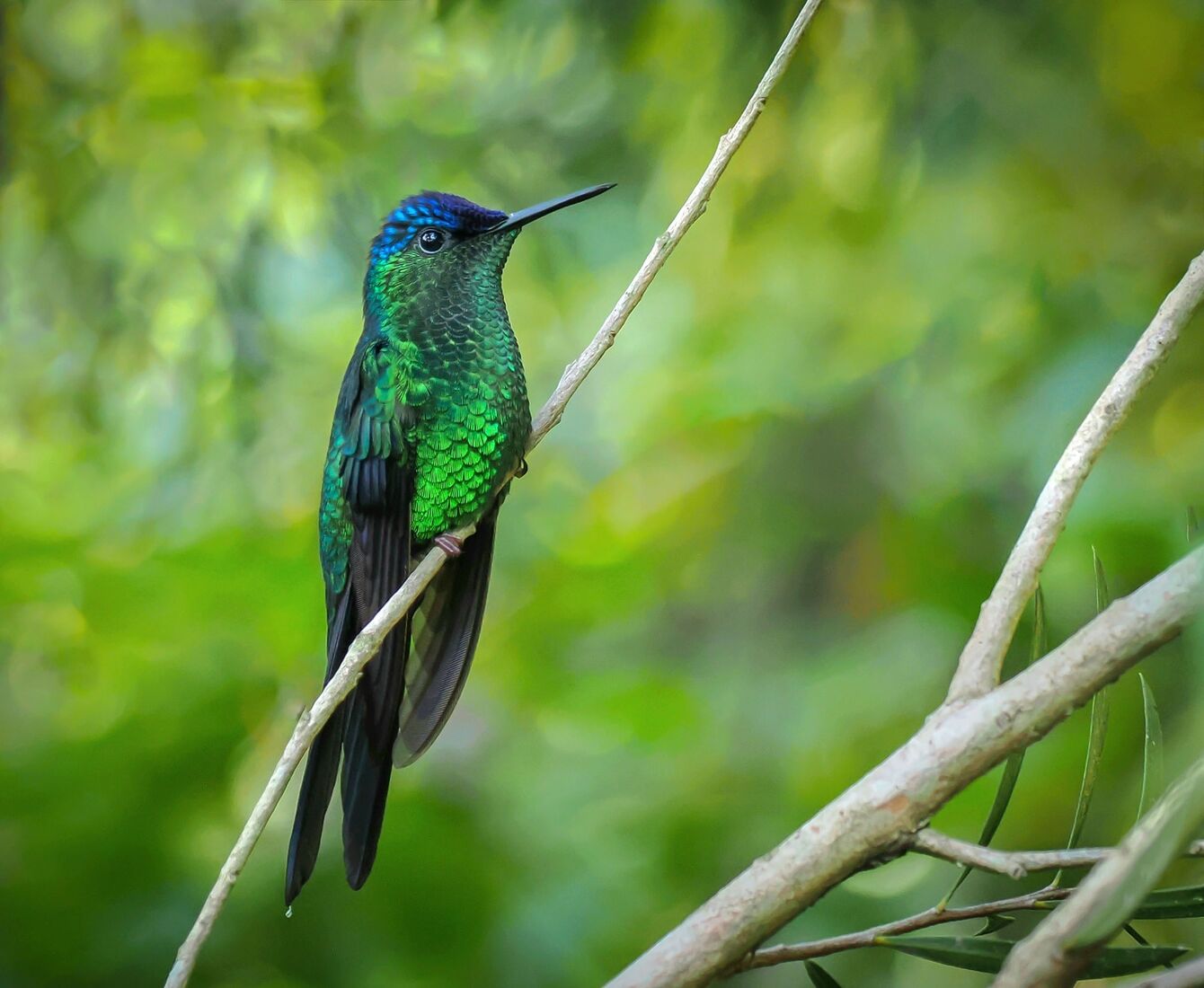 Violet-Capped Woodnymph Humming Bird