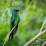 Violet-Capped Woodnymph Humming Bird