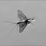WALKING ON WATER - NEWLY EMERGED MAYFLY