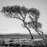 WIND-SHAPED ON MULL
