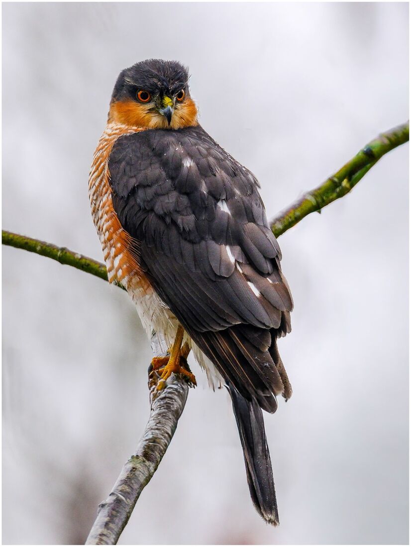 Where are the Sparrows