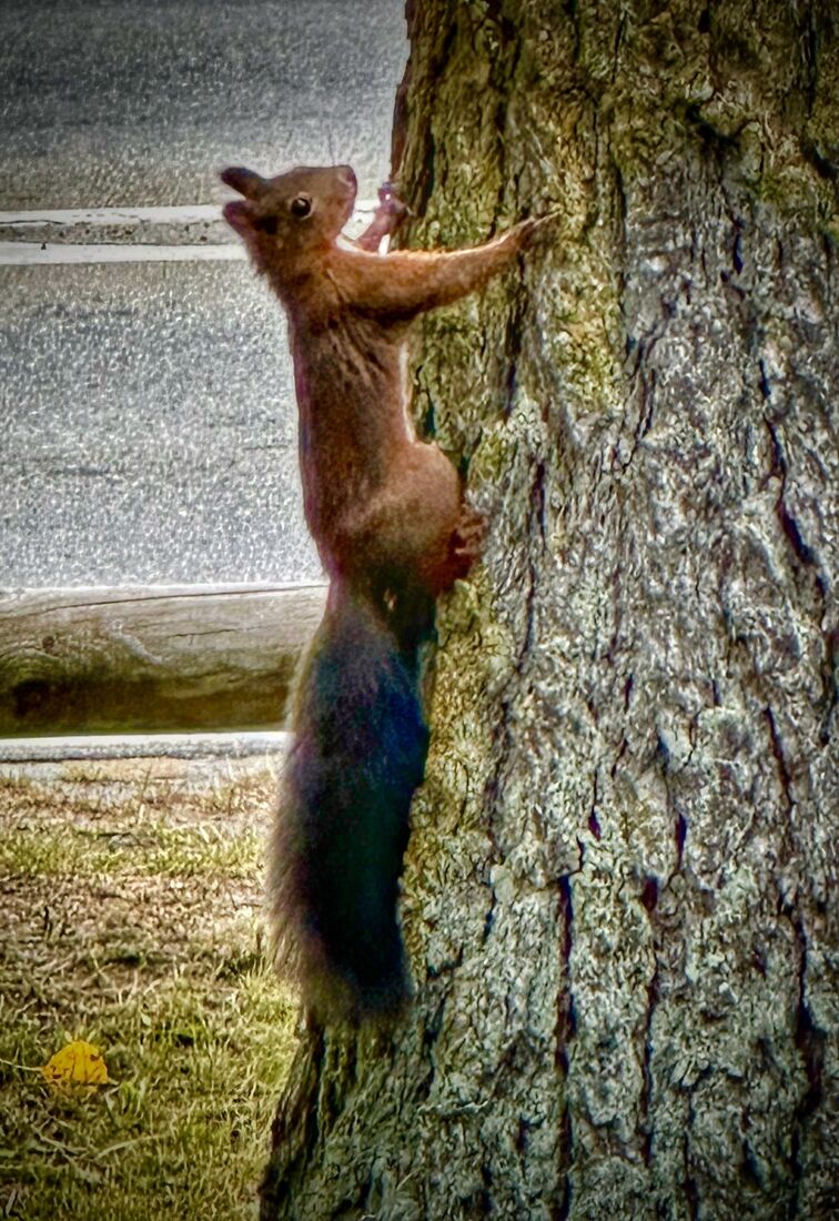 Wild Squirrel in St Moritz