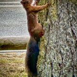 Wild Squirrel in St Moritz