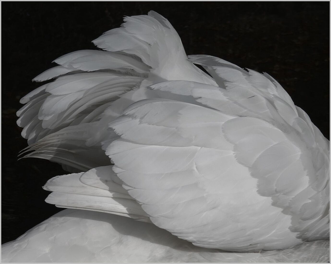 Wings of a Swan