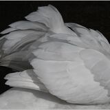 Wings of a Swan