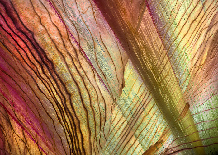 Amaryllis Petals