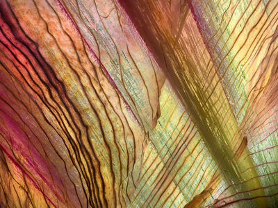 Amaryllis Petals